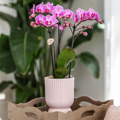 Sierpot Diabolo Ø6 cm roze keramiek