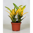 Kamerplant Croton Sunny Star Ø12cm 30cm