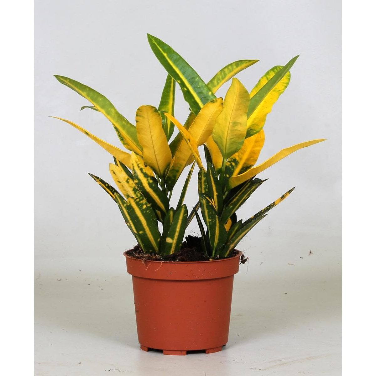 Kamerplant Croton Sunny Star Ø12cm 30cm