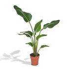 Strelitzia Nicolai kamerplant Ø19cm ↕80cm