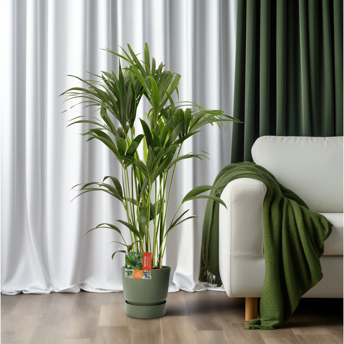 Kamerplant Kentia Howea Forsteriana H120 cm