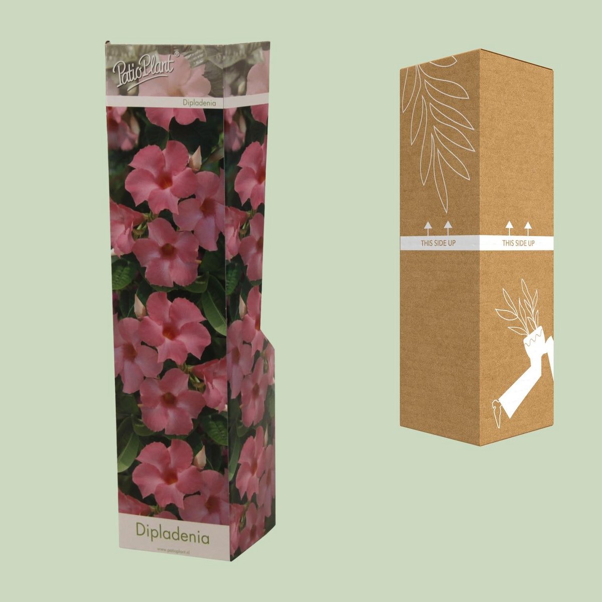 Dipladenia Roze - Ø10,5 cm - ↕30cm