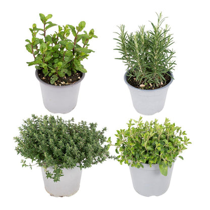 Tuinkruiden mix 4 stuks Ø14 cm
