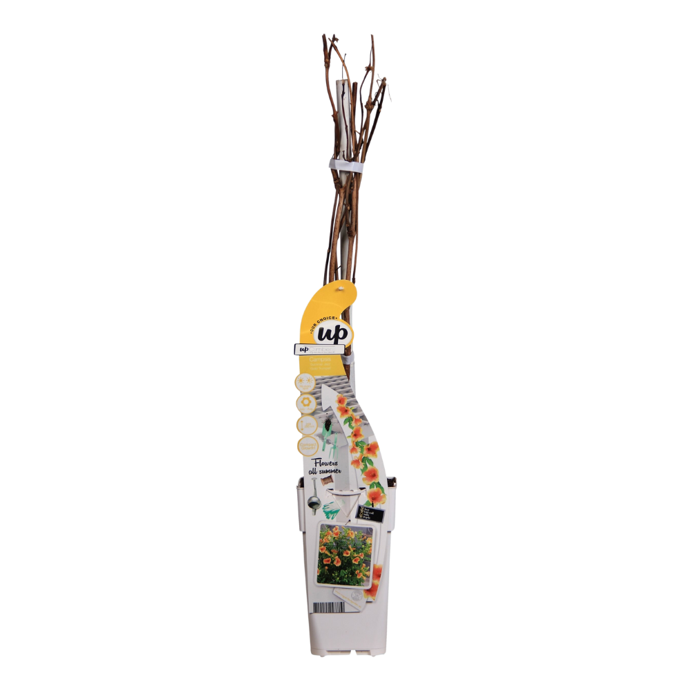 Trompetklimmer Campsis Summer Jazz Gold Trumpet Ø15cm 65cm
