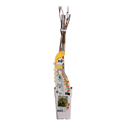 Trompetklimmer Campsis Summer Jazz Gold Trumpet Ø15cm 65cm