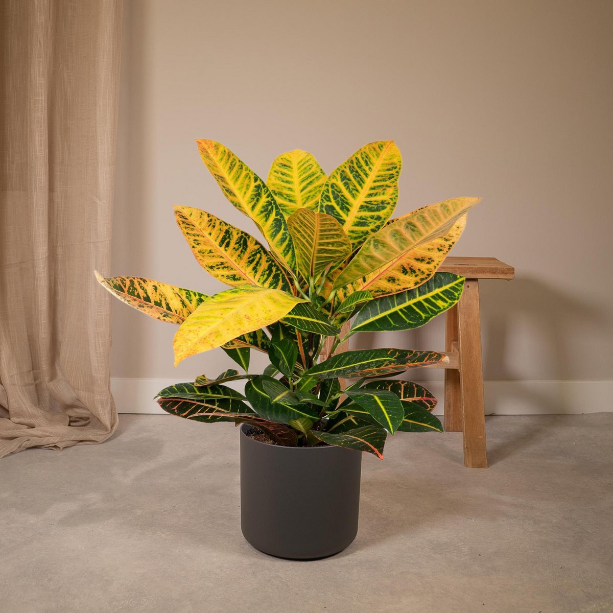 Kamerplant Codiaeum Petra Ø17cm ↕45cm