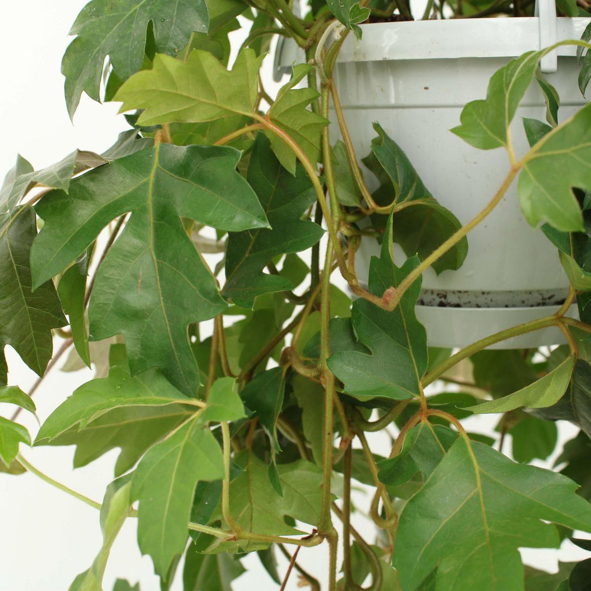 Kamerplant Cissus Ø17x70 cm