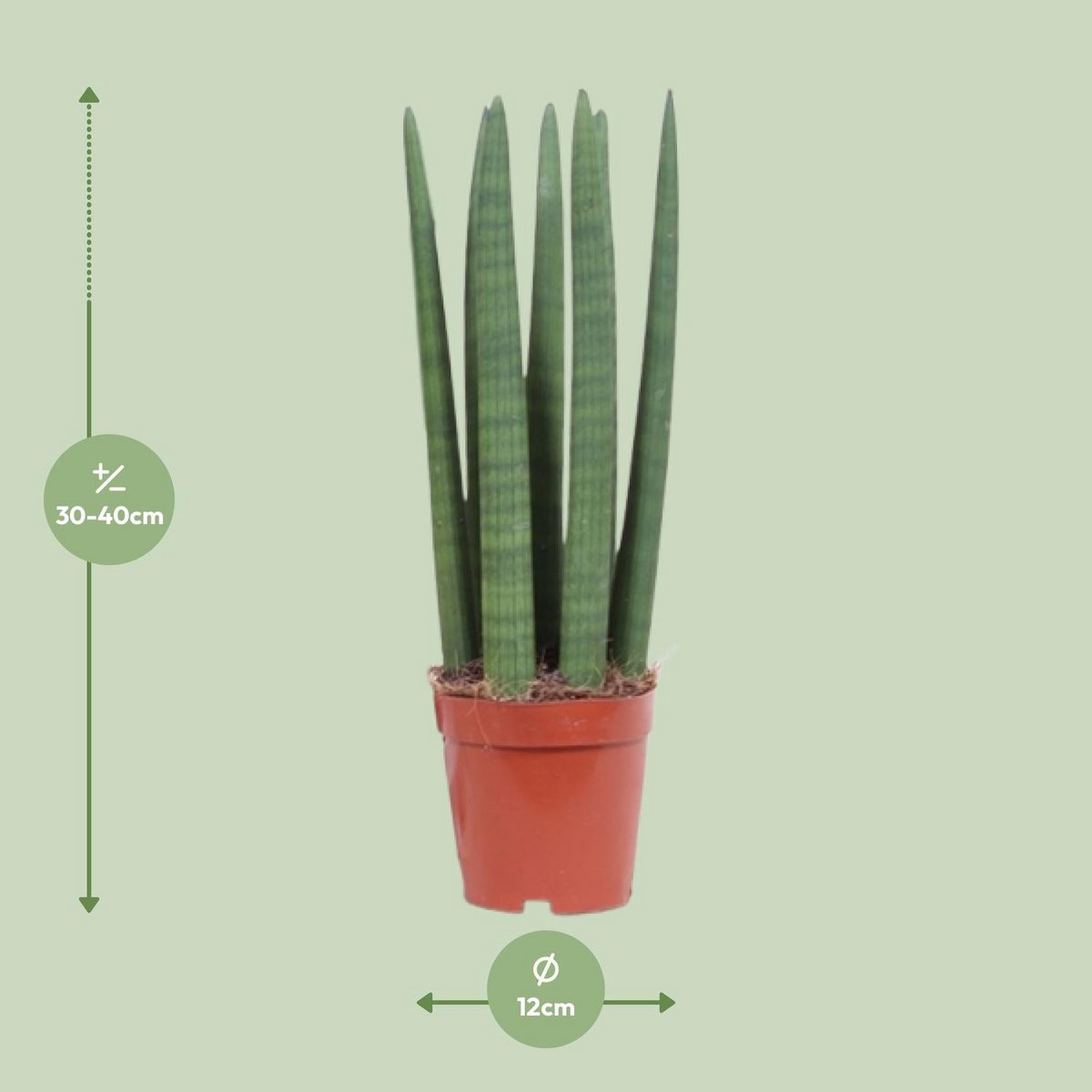 Kamerplant Sansevieria Straight 12 cm pot 40 cm hoog