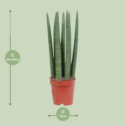 Kamerplant Sansevieria Straight 12 cm pot 40 cm hoog