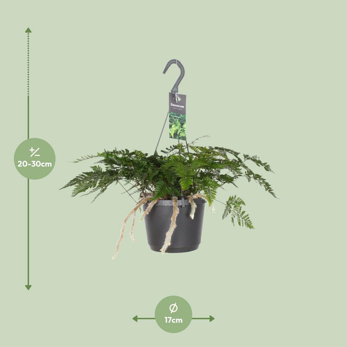 Kamerplant Davallia Bullata Ø17cm ↕30cm
