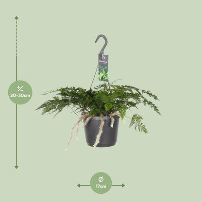 Kamerplant Davallia Bullata Ø17cm ↕30cm