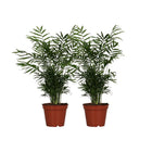Kamerplant set 2 stuks Ø17cm ↕55cm