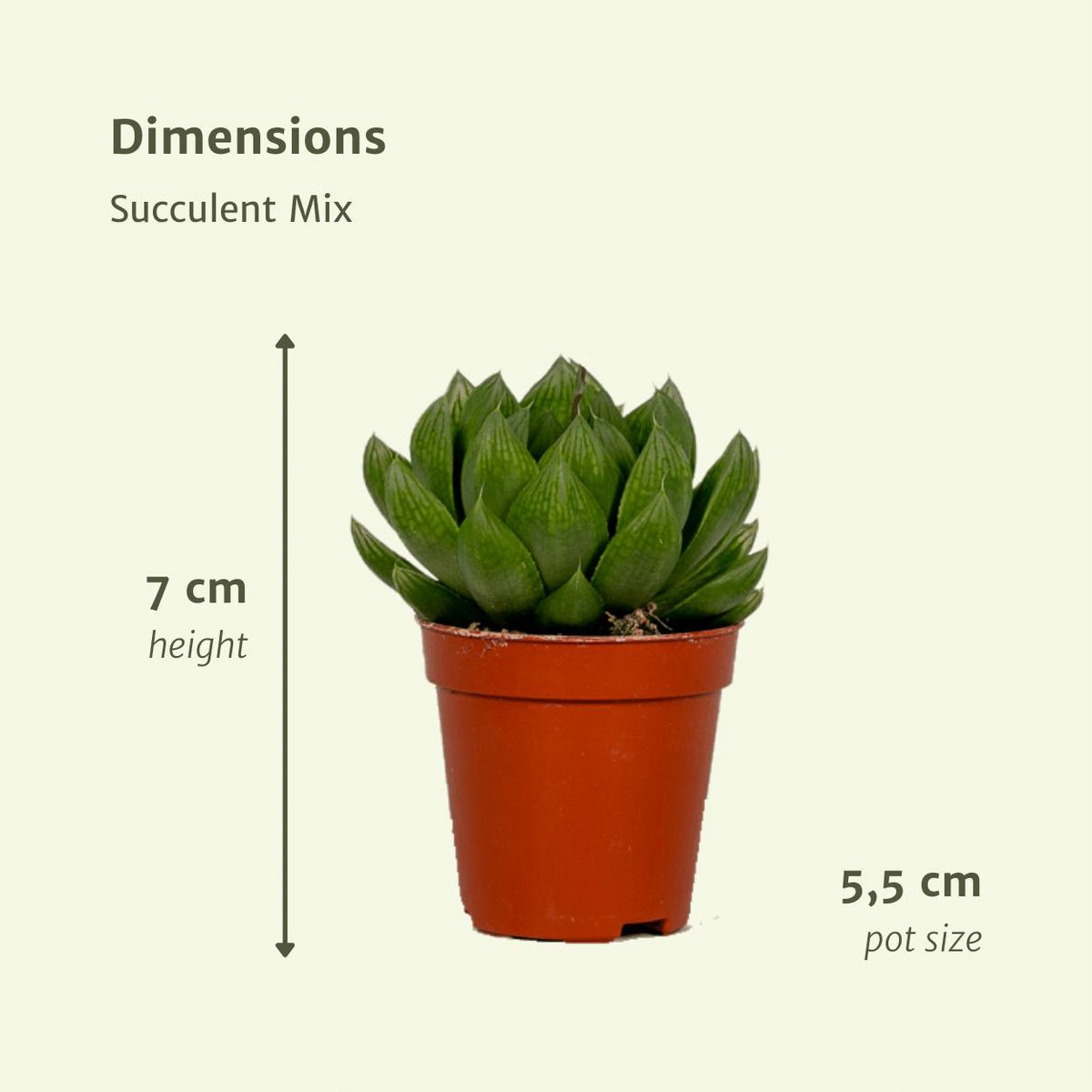 Succulenten mix 10 stuks potmaat 7 cm