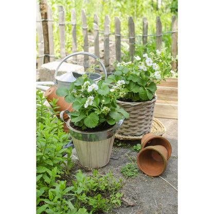 Fragaria x ananas Delizzimo - Strawberry - Ø13cm - ↕45cm
