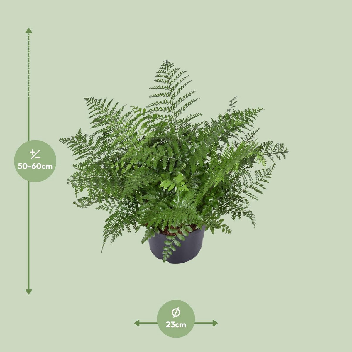 Asplenium Parvati kamerplant