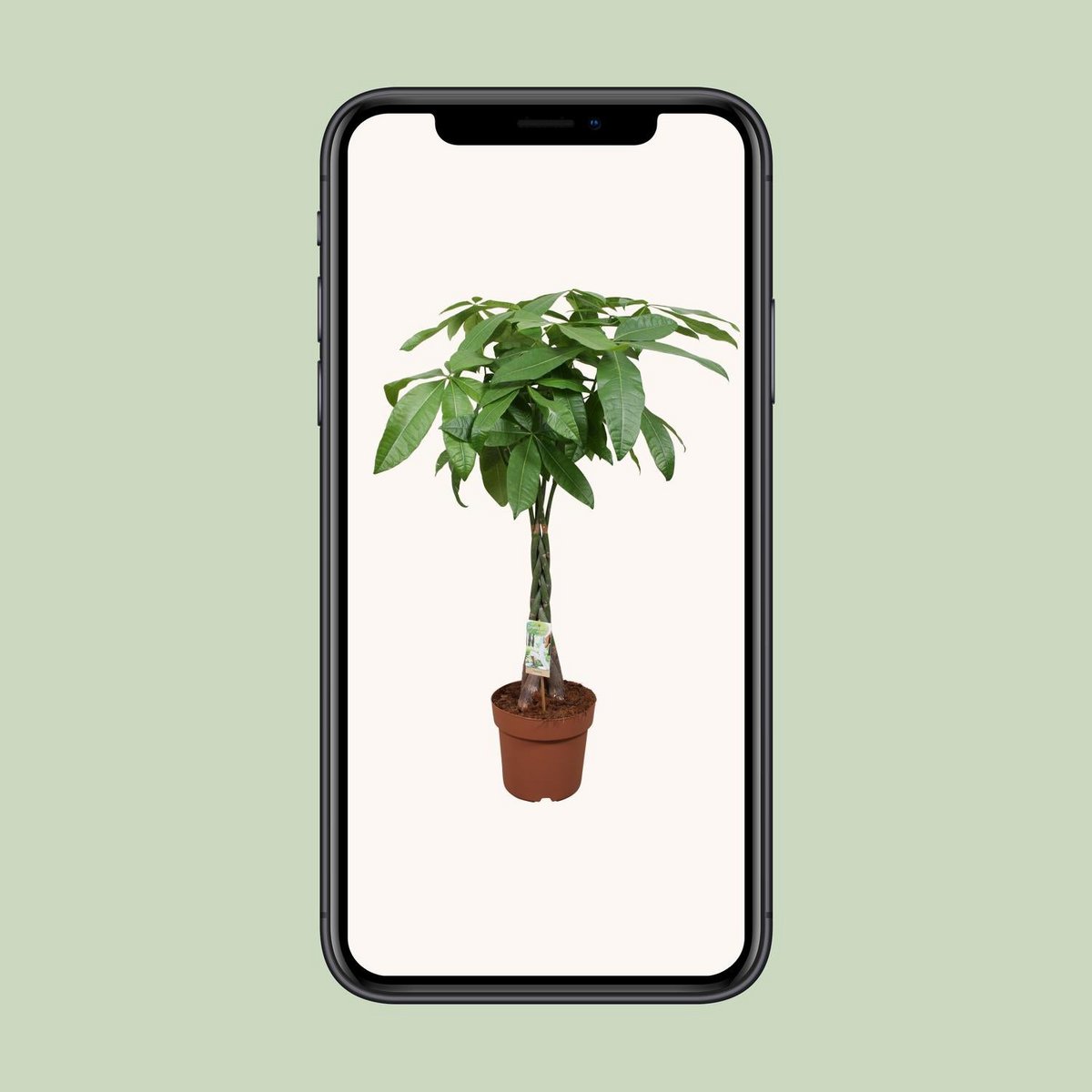 Kamerplant Pachira Aquatica gevlochten stam 120 cm