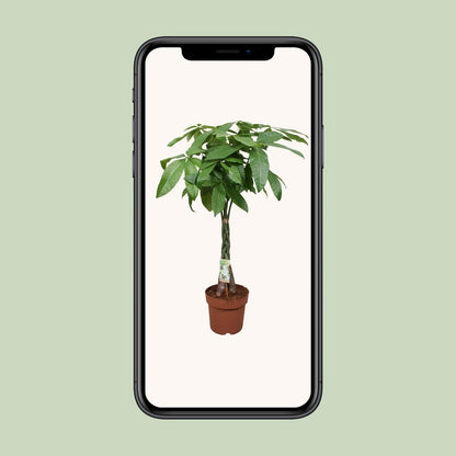 Kamerplant Pachira Aquatica gevlochten stam 120 cm