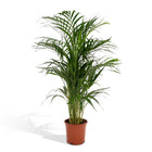 Kamerplant Areca Palm Ø21x110 cm