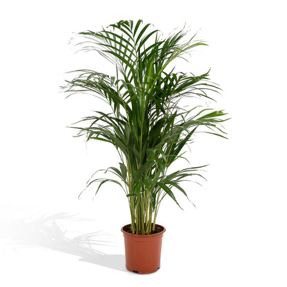 Kamerplant Areca Palm Ø21x110 cm