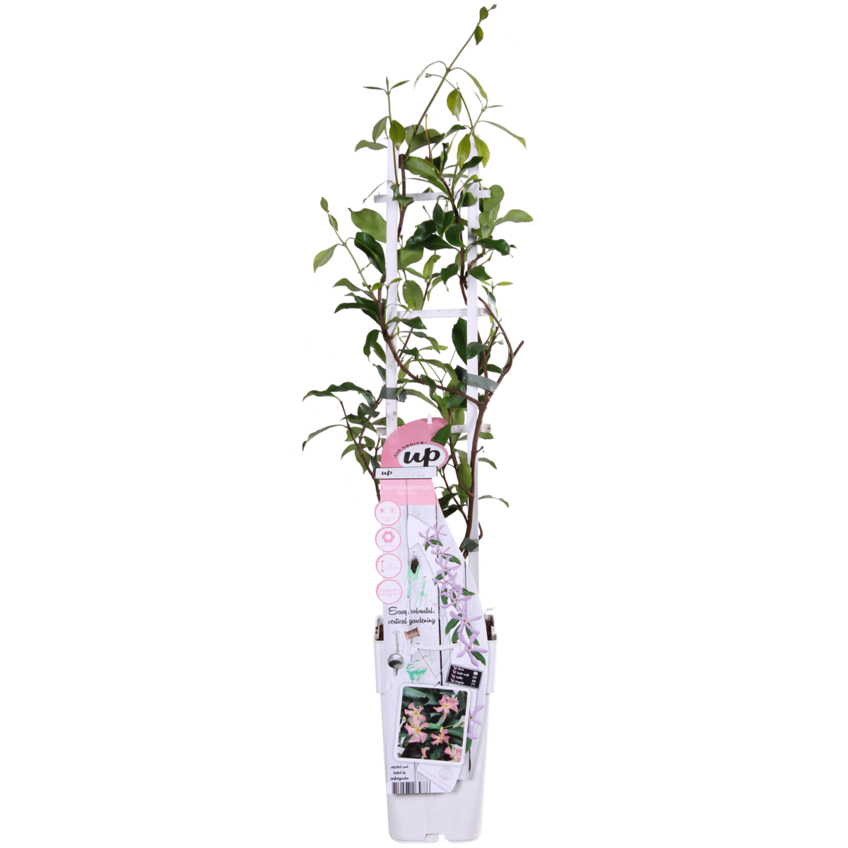 Trachelospermum 'Star of Ibiza' - Pink Star Jasmine - Ø15cm - ↕65cm