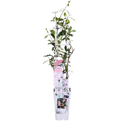 Trachelospermum 'Star of Ibiza' - Pink Star Jasmine - Ø15cm - ↕65cm