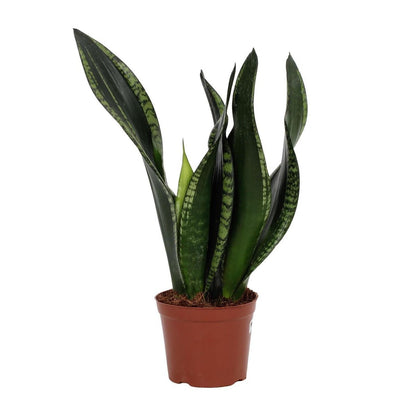 Sansevieria Whitey 12 cm - Ø12cm - ↕27cm