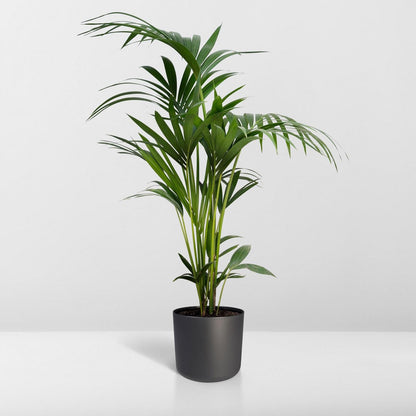 Howea Forsteriana | [P19-H100]