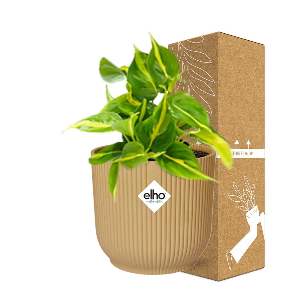 Philodendron klimmen 'Brazilië' in Elho Vibes Fold 14cm Geel