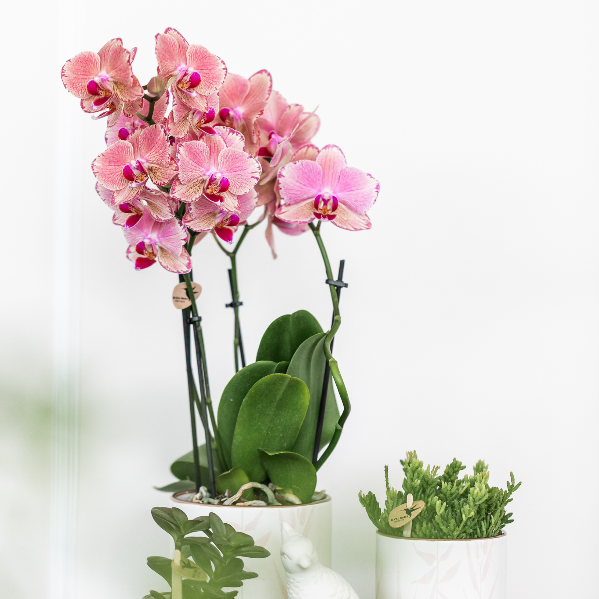 2 Phalaenopsis Orchideeën 'Pirate Picotee' | Bloeiende Kamerplanten, Ø12cm Pot