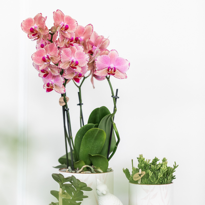 2 Phalaenopsis Orchideeën 'Pirate Picotee' | Bloeiende Kamerplanten, Ø12cm Pot