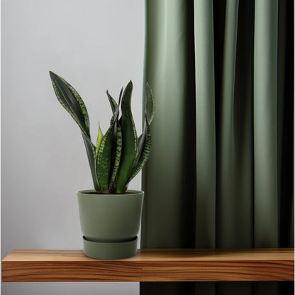 Sansevieria Whitey 12 cm - Ø12cm - ↕27cm