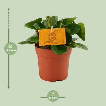 Peperomia Obtipan kamerplant Ø11cm ↕15cm