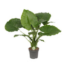 Kamerplant Alocasia gageana California Ø21cm ↕80cm