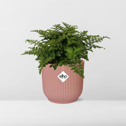 Asplenium Parvati varen 14 cm roze pot