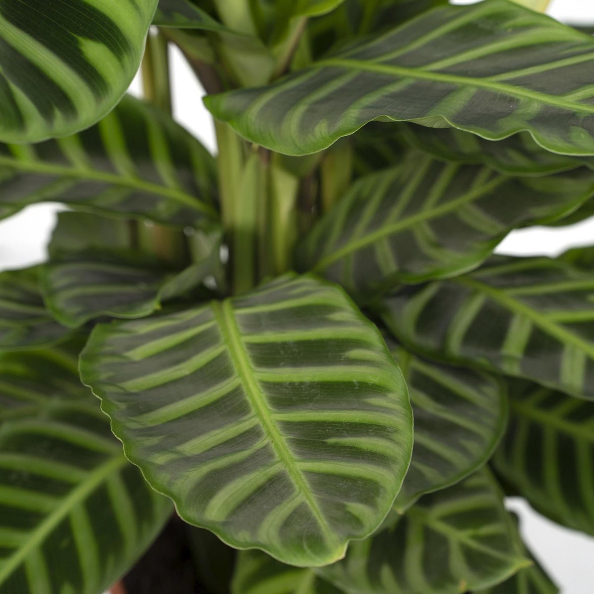 Kamerplant Calathea Zebrina Ø19cm 80cm