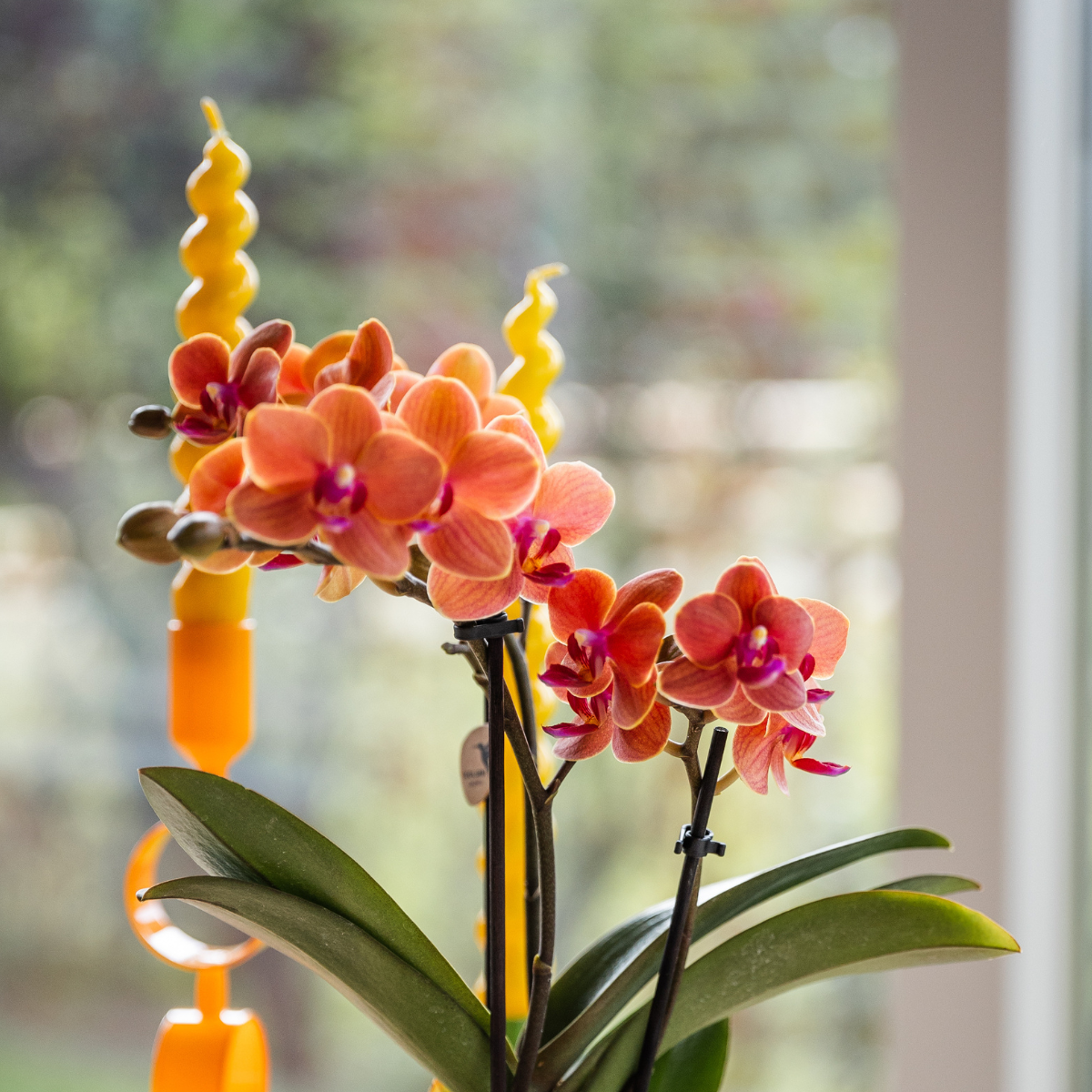 Oranje Bolzano Orchidee met Star Fish Sierpot Ø9cm
