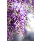 Wisteria Naga Noda klimplant 2 stuks 65cm Ø15cm