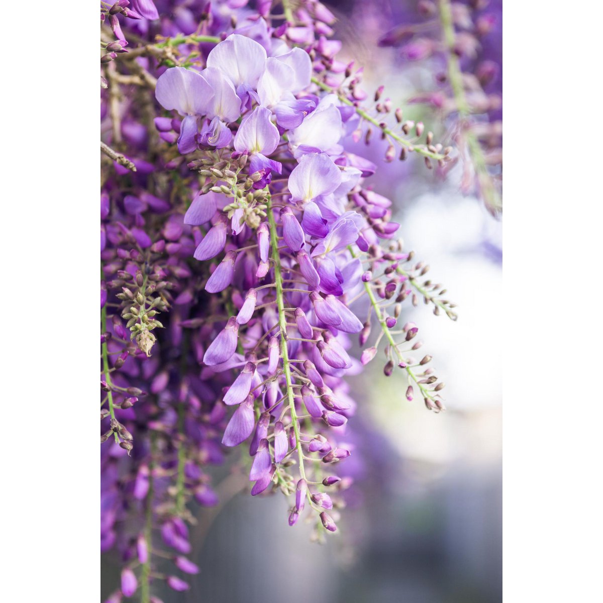 Wisteria Naga Noda klimplant 2 stuks 65cm Ø15cm