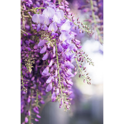 Wisteria Naga Noda klimplant 2 stuks 65cm Ø15cm