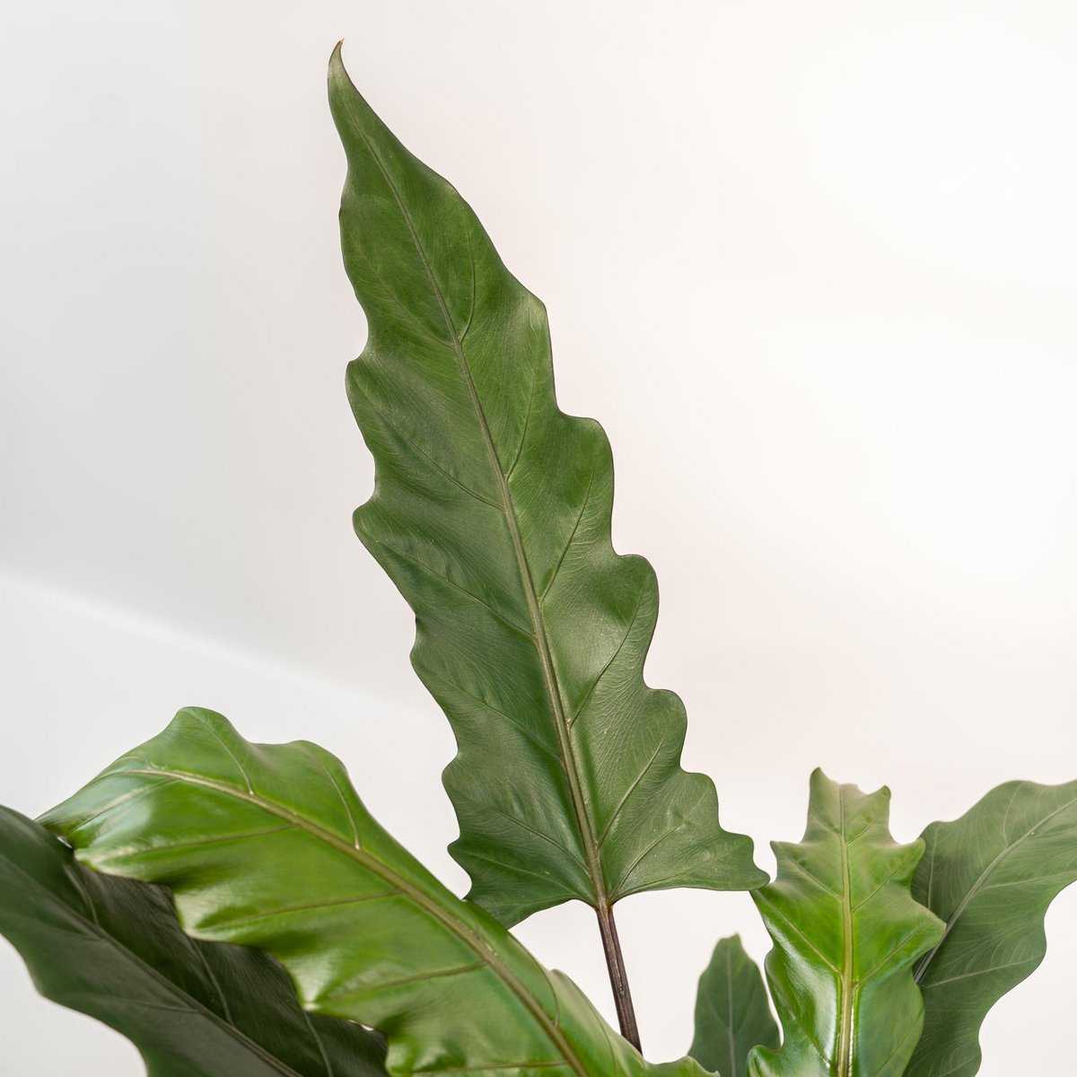 Alocasia Lauterbachiana 80cm Ø19cm pot goud