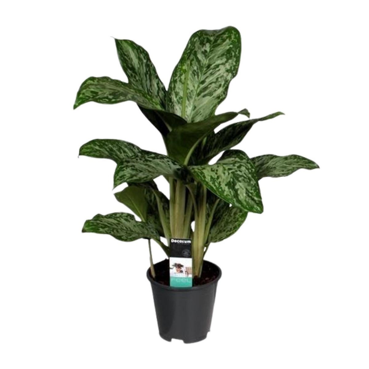 Aglaonema Greenlight kamerplant Ø17cm 60cm