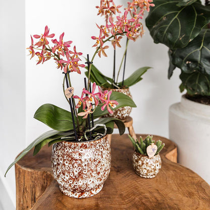 Plantenpot keramiek beige Ø12 cm