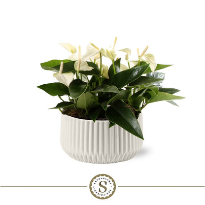 Pot 18 cm keramiek wit