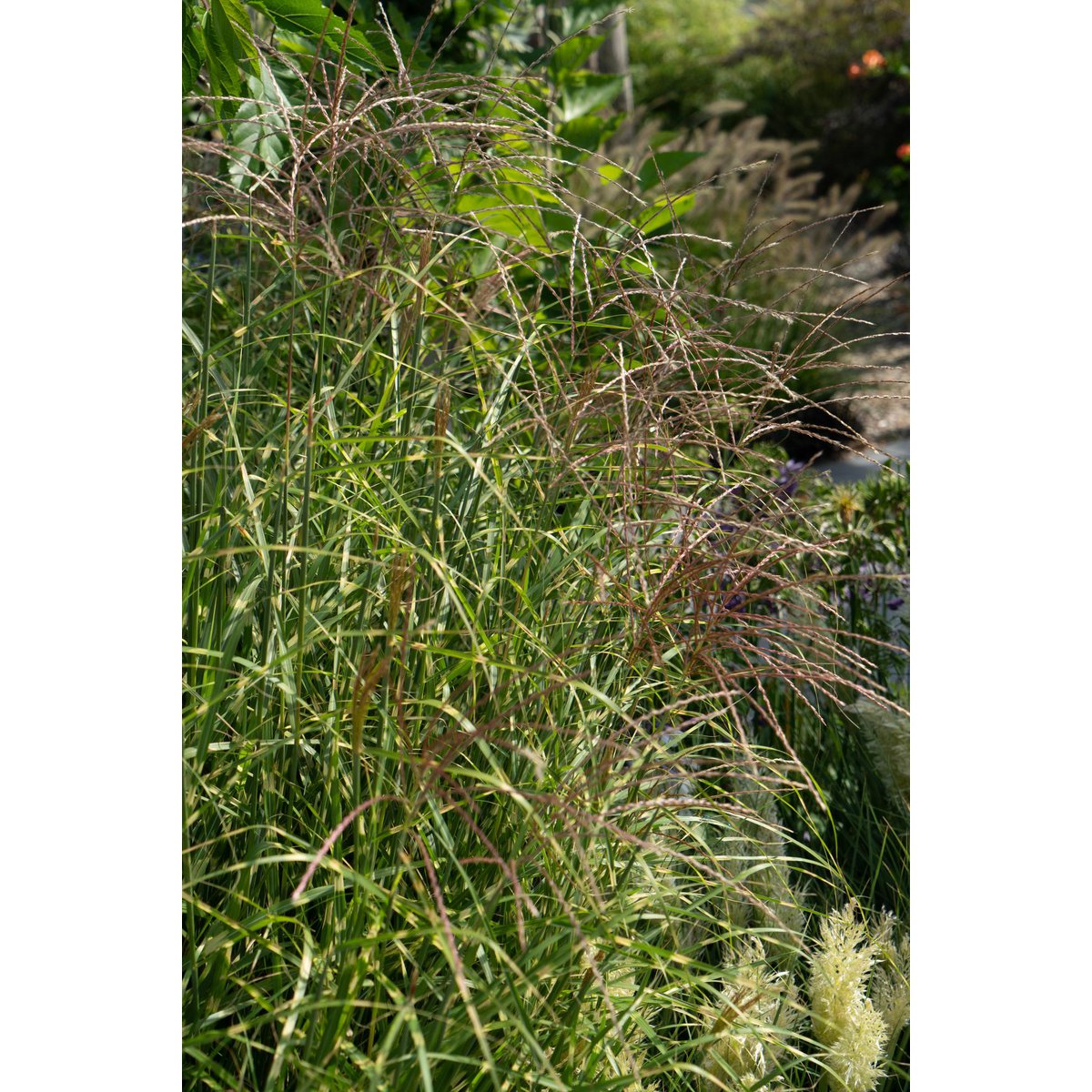 Siergras Miscanthus sinensis 'Strictus' Ø23x60cm