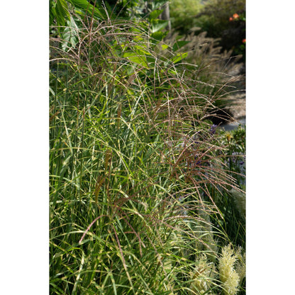 Siergras Miscanthus sinensis 'Strictus' Ø23x60cm
