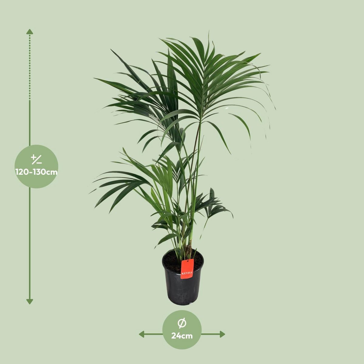 Kentia palm H130 cm