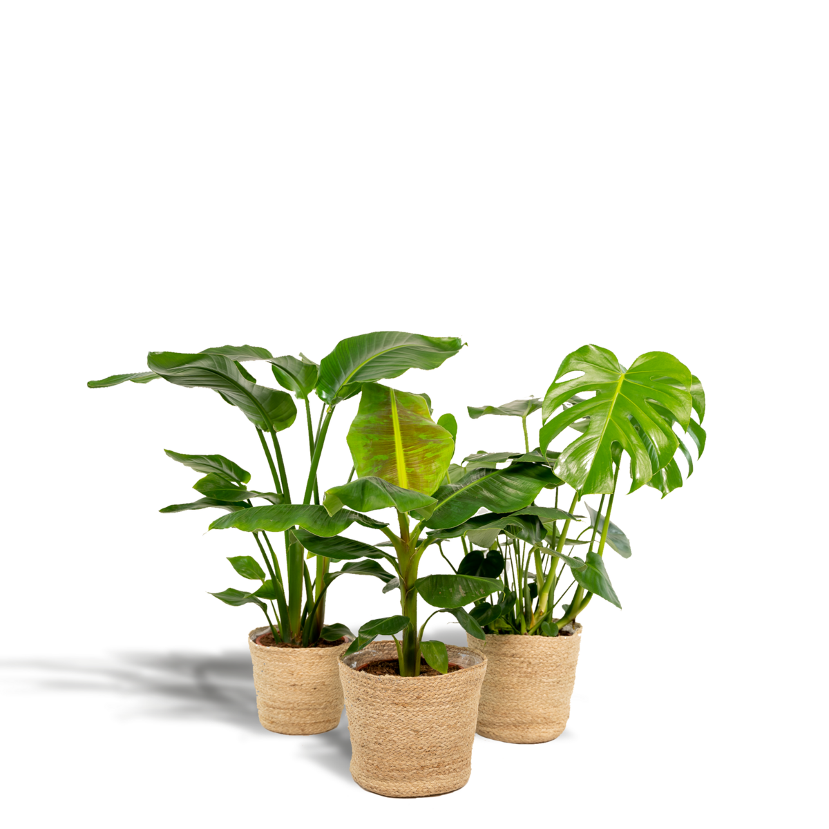 Kamerplantenmix Met Monstera Deliciosa En Alocasia Zebrina