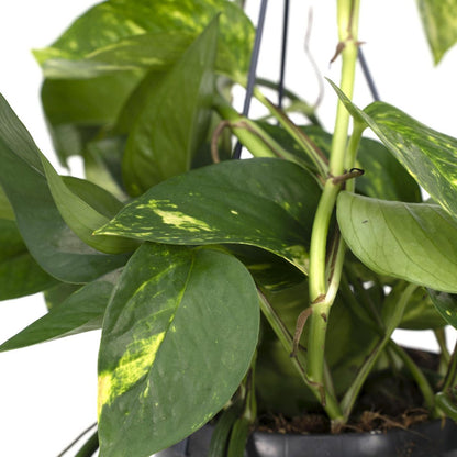Kamerplant Epipremnum Aureum Ø15cm ↕25cm
