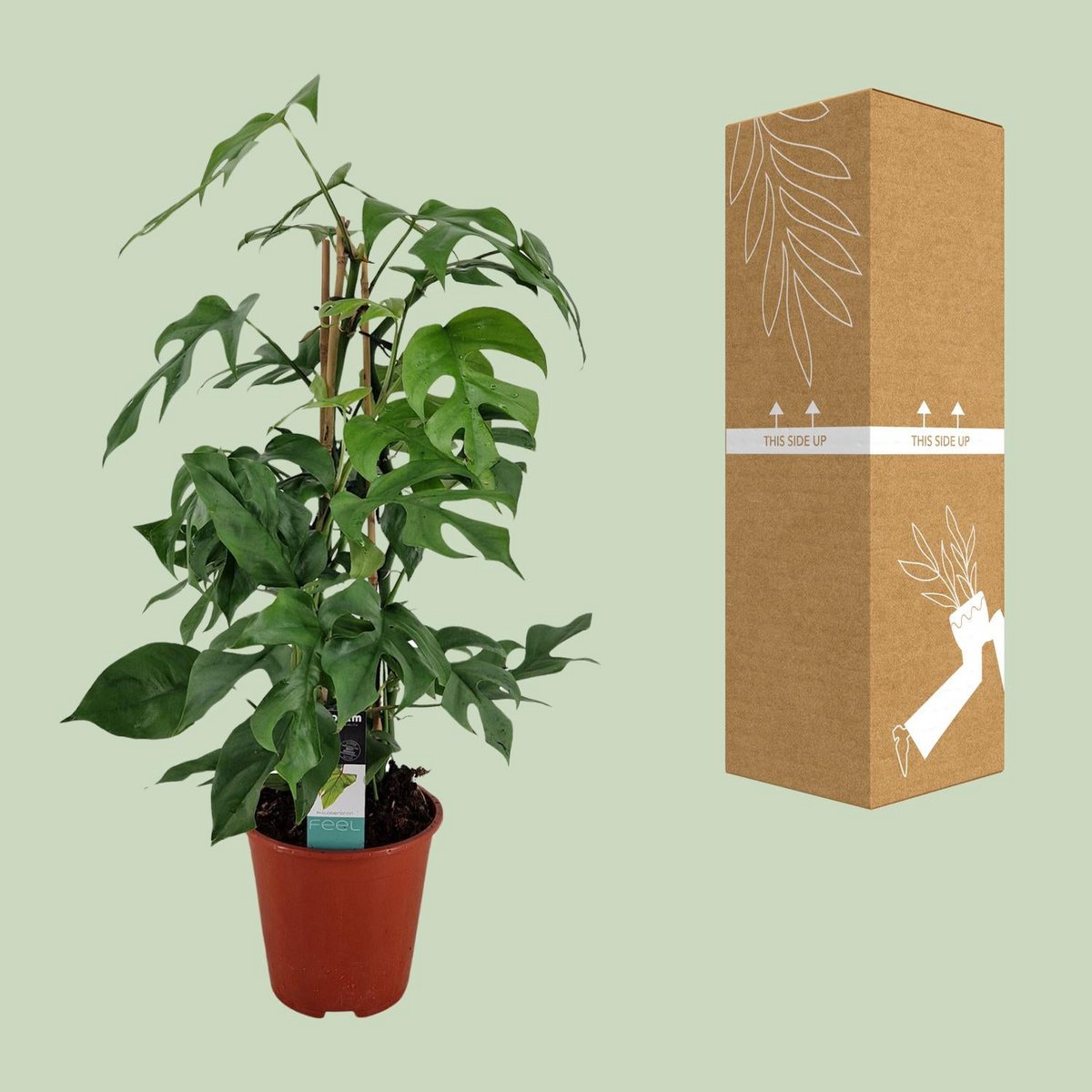 Philodendron Minima Pyramid - Ø19 ↕75