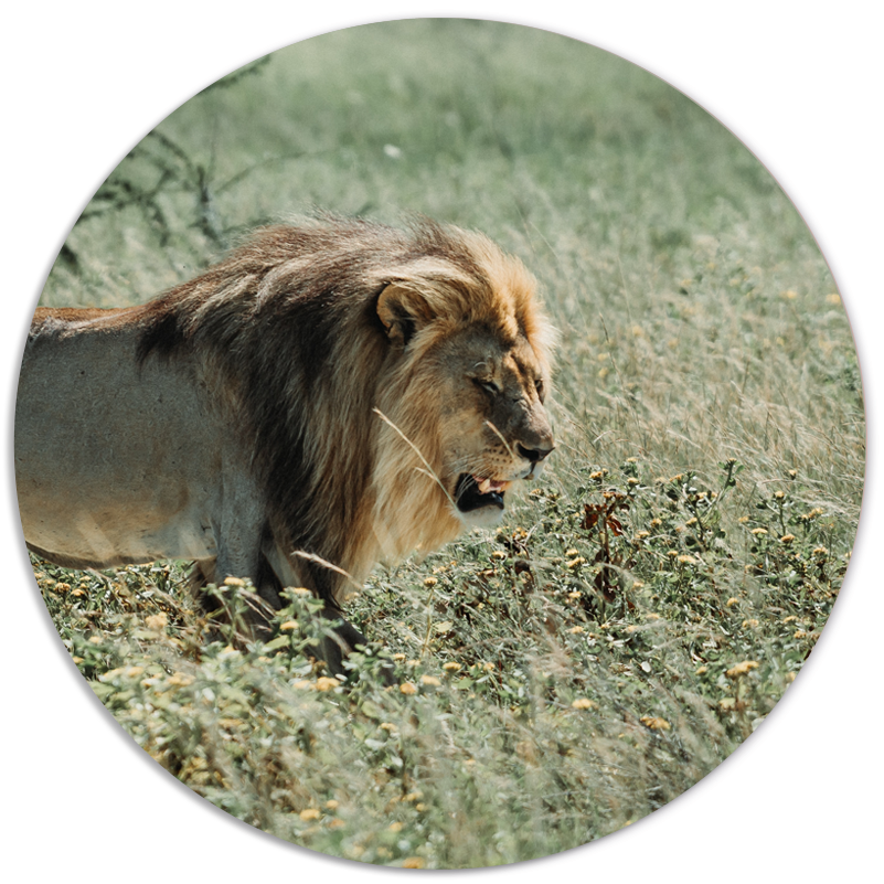 Wall circle lion green